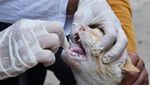 Vaksinasi Rabies Digelar untuk Kucing di Jawa Timur