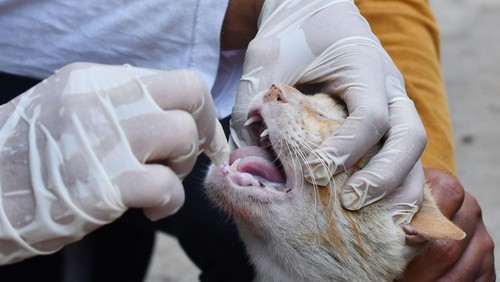 Petugas memeriksa mulut seekor kucing milik warga sebelum disuntik vaksin rabies di Pusat Kesehatan Hewan (Puskeswan) Kota Surabaya, Surabaya, Jawa Timur, Senin (29/7/2025). Pemkot Surabaya melalui Pusat Kesehatan Hewan (Puskeswan) Kota Surabaya membuka program vaksin rabies gratis untuk hewan peliharaan anjing, kucing dan kera milik warga dengan menyediakan 75 dosis vaksin rabies mulai 29 September sampai 4 Oktober 2025 sebagai upaya memberikan kekebalan kepada hewan yang divaksin rabies sekaligus melindungi masyarakat khususnya pemiliknya dari penularan penyakit rabies. ANTARA FOTO/Didik Suhartono/rwa.