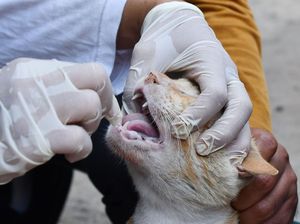 Awal Mula Wanita Jembrana Digigit Kucing Diduga Rabies hingga Meninggal