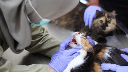 Petugas memeriksa mulut seekor kucing milik warga sebelum disuntik vaksin rabies di Pusat Kesehatan Hewan (Puskeswan) Kota Surabaya, Surabaya, Jawa Timur, Senin (29/7/2025). Pemkot Surabaya melalui Pusat Kesehatan Hewan (Puskeswan) Kota Surabaya membuka program vaksin rabies gratis untuk hewan peliharaan anjing, kucing dan kera milik warga dengan menyediakan 75 dosis vaksin rabies mulai 29 September sampai 4 Oktober 2025 sebagai upaya memberikan kekebalan kepada hewan yang divaksin rabies sekaligus melindungi masyarakat khususnya pemiliknya dari penularan penyakit rabies. ANTARA FOTO/Didik Suhartono/rwa.