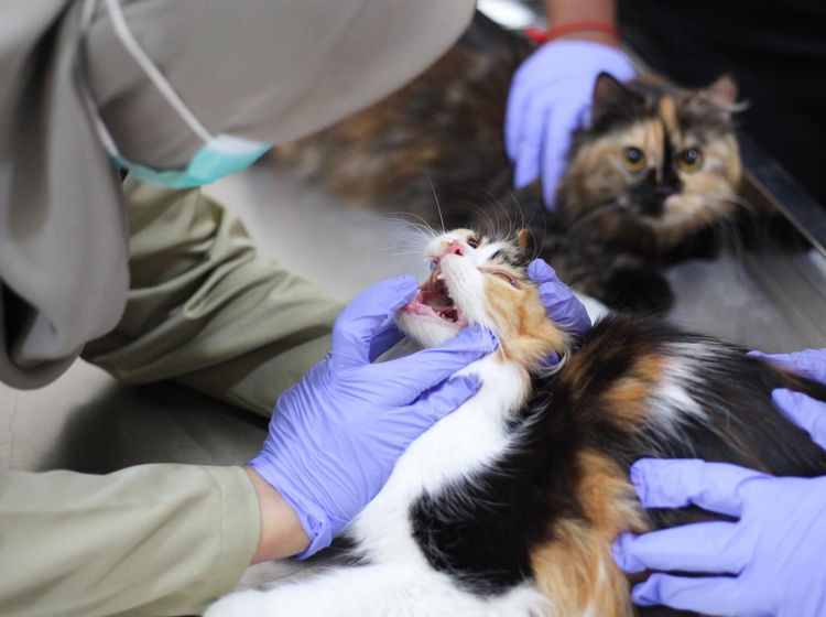 Vaksinasi Rabies Digelar untuk Kucing di Jawa Timur