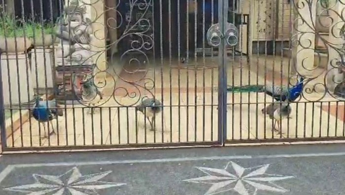 Burung merak di perumahan mewah kawasan Duren Sawit, Jaktim menyedot perhatian warga. Warga ramai datang untuk dapat merekam video bersama burung merak. (Siti N/Antara)
