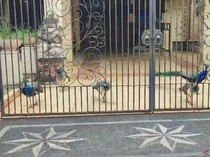 Viral Merak di Rumah Mewah di Jaktim Sedot Perhatian Warga