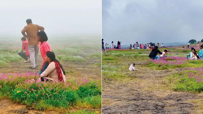 Dataran Tinggi Kaas di India yang rusak akibat ulah wisatawan