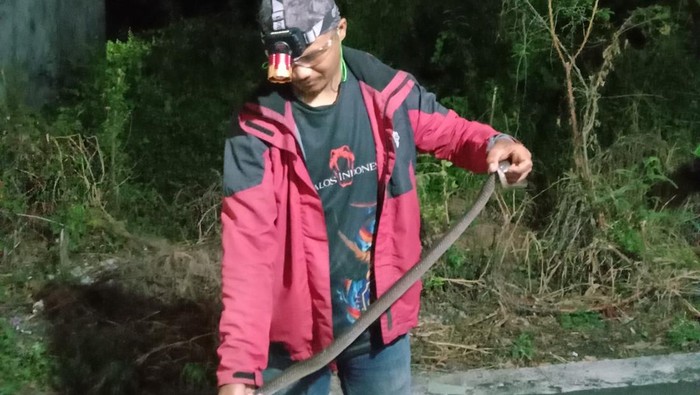 Ular kobra Jawa diamankan di perumahan Klaten Selatan.