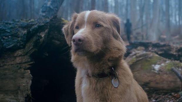 Cuplikan adegan dalam film horor Good Boy.
