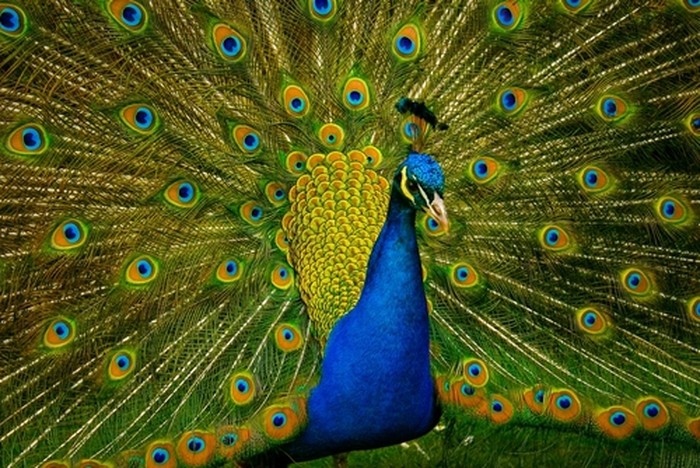 Ilustrasi merak biru