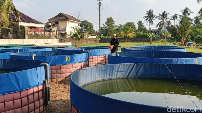 Kampung Lele Semarang Borang Kota Palembang jadi kampung kreatif budidaya