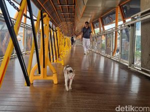 Perkara Kotoran Kucing di Skywalk Kebayoran Bikin Warga Tak Nyaman