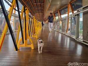 Banyak Kotoran Kucing di Skywalk Kebayoran, Warga: Bengong Dikit Keinjek