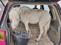 Waduh! Cewek Ini Nekat Angkut Kuda Hidup Pakai Mobil