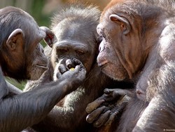 Mirip Manusia, Simpanse Bisa Galau Juga