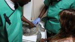 Perjuangan Menyelamatkan Penyu Laut Nigeria dari Polusi dan Perburuan