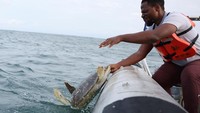 Penyu yang telah pulih akhirnya dilepaskan ke laut lepas. Momen ini menjadi simbol harapan dalam upaya melawan ancaman kepunahan penyu laut di Nigeria. REUTERS/Sodiq Adelakun