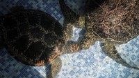 Di kolam konservasi, penyu yang diselamatkan menjalani perawatan intensif. Sebagian besar akan direhabilitasi beberapa hari hingga siap dilepasliarkan. REUTERS/Sodiq Adelakun