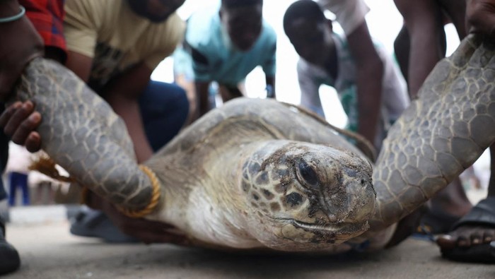 A poster highlighting animals in Nigeria facing extinction is displayed at a Nigerian Wildlife Awareness Campaign exhibition in Lagos, Nigeria, July 5, 2025. Conservationists warn that endangered species such as sea turtles are vanishing rapidly along Nigeria's southern coast due to poaching. REUTERS/Sodiq Adelakun