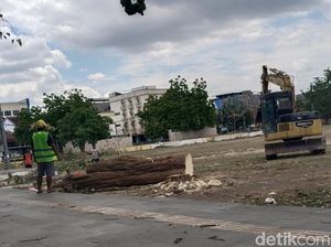 Pohon-pohon di Serasuba Kota Bima Ditebang demi Proyek Alun-Alun Rp 4 M