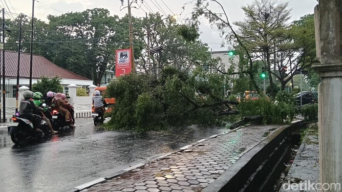 Pohon tumbang di museum tekstil Palembang