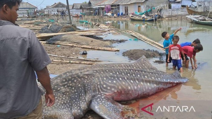 Seekor hiu tutul sepanjang empat meter dibawa ke daratan usai ditemukan dalam kondisi mati tak jauh dari bibir pantai perairan Pantura Jawa, Kampung Muara Mati, Desa Pantai Bahagia, Kecamatan Muaragembong, Kabupaten Bekasi, Selasa. ANTARA/Pradita Kurniawan Syah.