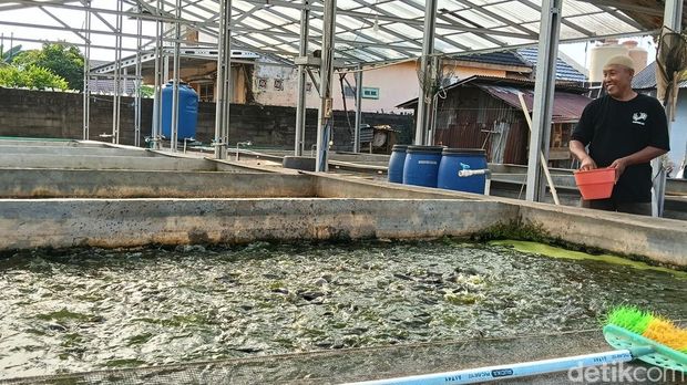 Suwarjo memberikan makan ke bak berisi ikan lele di Sematang Borang