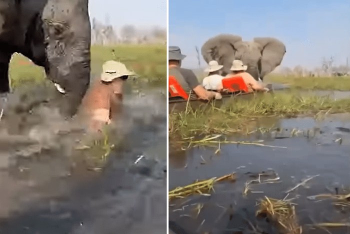 Turis diserang gajah saat main kano di Botswana