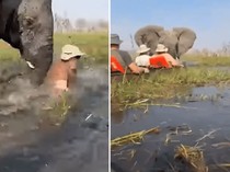 Menegangkan! Asyik Safari Naik Kano di Rawa-rawa, 4 Turis Dikejar Gajah Liar