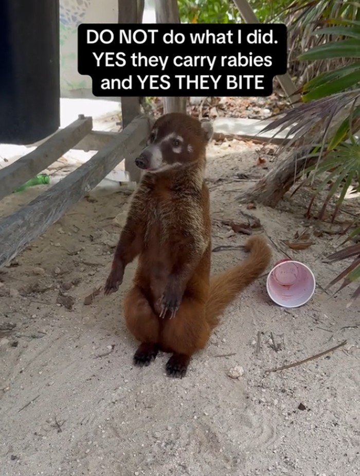 Turis hampir kena rabies karena hewan coati