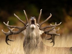 Foto Menakjubkan Kontes Foto Satwa Liar