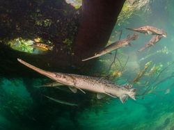 Foto Menakjubkan Kontes Foto Satwa Liar