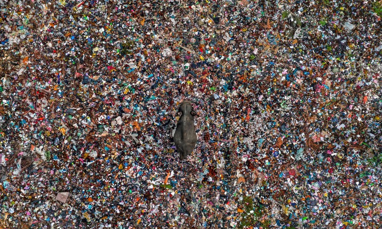 Wildlife Photographer of the Year 2025 Wildlife Photographer of the Year 2025