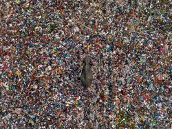 Foto Menakjubkan Kontes Foto Satwa Liar