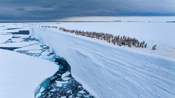 Ice Edge Journey karya Bertie Gregory (Inggris), Highly Commended, Animals in their Environment Foto: Wildlife Photographer of the Year