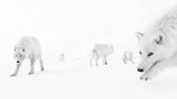 Wildlife Photographer of the Year 2025
