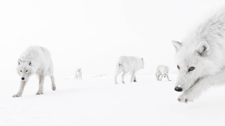 Wildlife Photographer of the Year 2025