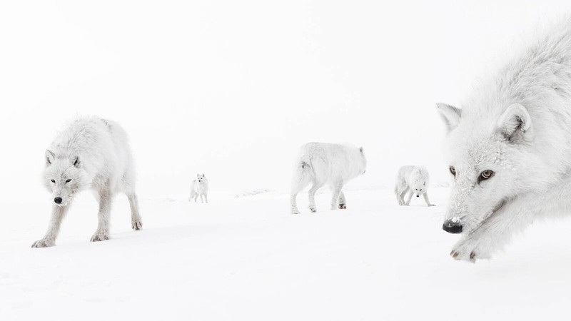 Wildlife Photographer of the Year 2025