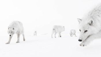 Inside the Pack karya Amit Eshel (Israel), Highly Commended, Animal Portraits Foto: Wildlife Photographer of the Year