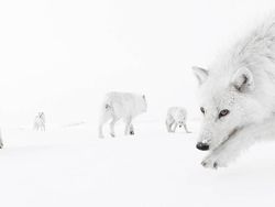 Foto Menakjubkan Kontes Foto Satwa Liar