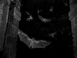 Foto Menakjubkan Kontes Foto Satwa Liar