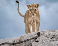 Wildlife Photographer of the Year 2025