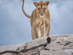 Foto Menakjubkan Kontes Foto Satwa Liar