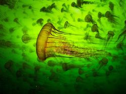 Foto Menakjubkan Kontes Foto Satwa Liar