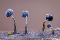 Wildlife Photographer of the Year 2025