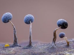 Foto Menakjubkan Kontes Foto Satwa Liar