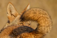 Wildlife Photographer of the Year 2025