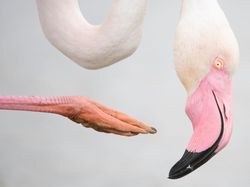 Foto Menakjubkan Kontes Foto Satwa Liar