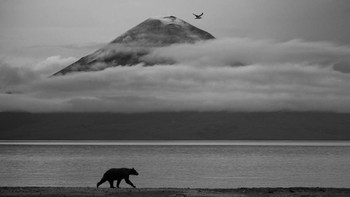 Essence of Kamchatka karya Kesshav Vikram (India), Highly Commended, 11-14 Years | Wildlife Photographer of the Year Foto: Wildlife Photographer of the Year