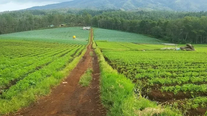 Menikmati Kabut dan Hutan Pinus di Bukit Jengkoang Batu