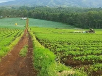 Menikmati Kabut dan Hutan Pinus di Bukit Jengkoang Batu
