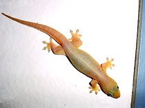 Kejatuhan Cicak di Kepala Pertanda Apa? Ini Arti Menurut Primbon Jawa dan Islam