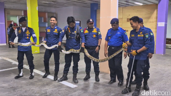 Damkar Maros mengevakuasi ular sanca batik 4 meter dari rumah warga.